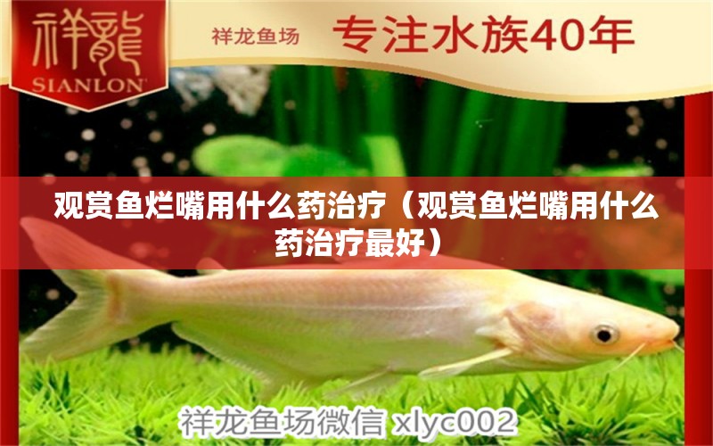 觀賞魚(yú)爛嘴用什么藥治療（觀賞魚(yú)爛嘴用什么藥治療最好）