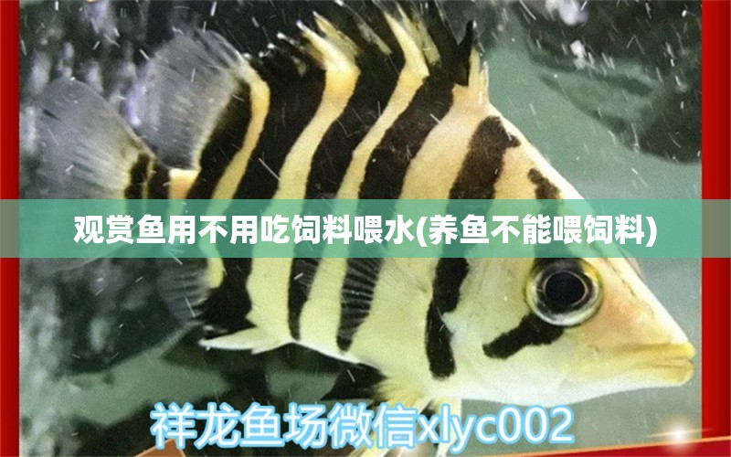 觀賞魚(yú)用不用吃飼料喂水(養(yǎng)魚(yú)不能喂飼料) 細(xì)線銀板魚(yú)苗