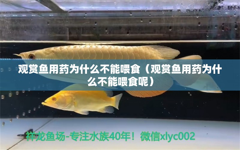 觀賞魚用藥為什么不能喂食（觀賞魚用藥為什么不能喂食呢）