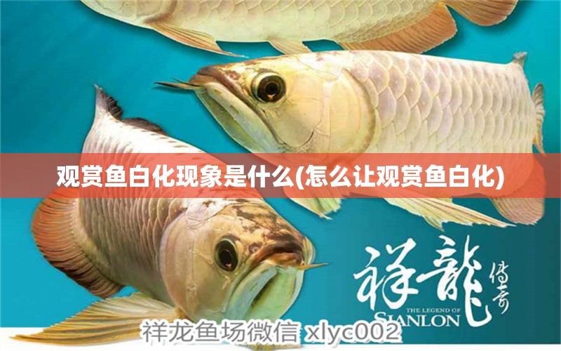 觀賞魚白化現(xiàn)象是什么(怎么讓觀賞魚白化) 定時器/自控系統(tǒng)