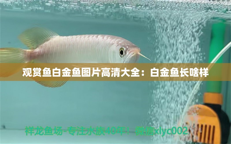 觀賞魚白金魚圖片高清大全：白金魚長啥樣