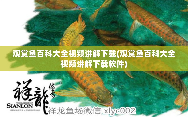 觀賞魚百科大全視頻講解下載(觀賞魚百科大全視頻講解下載軟件) 藍底過背金龍魚