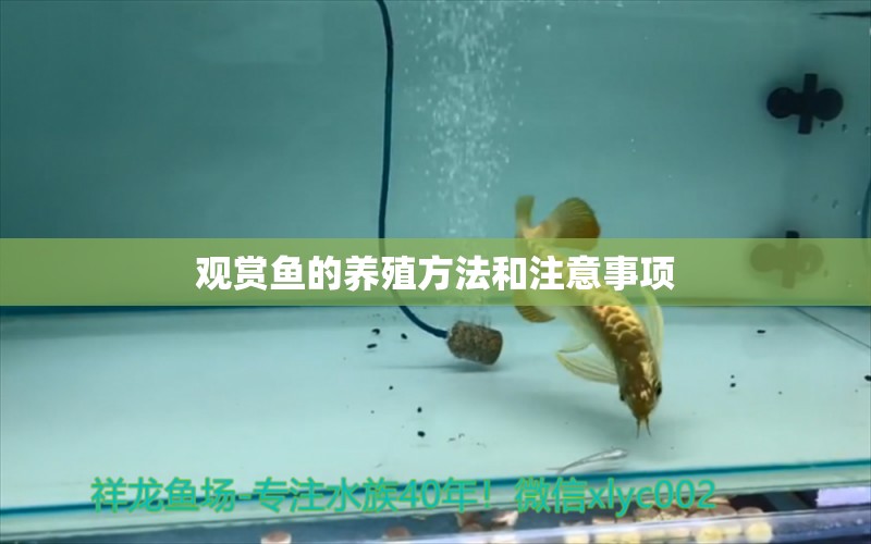 觀賞魚的養(yǎng)殖方法和注意事項(xiàng) 觀賞魚