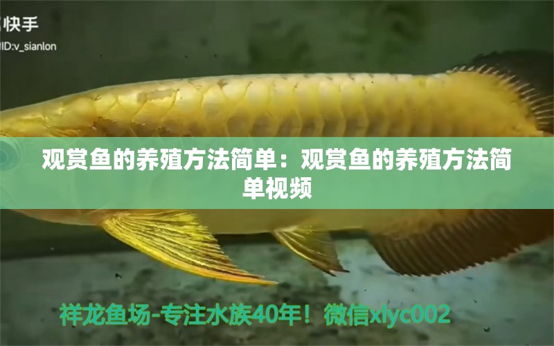 觀賞魚的養(yǎng)殖方法簡(jiǎn)單：觀賞魚的養(yǎng)殖方法簡(jiǎn)單視頻