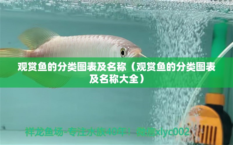 觀賞魚的分類圖表及名稱（觀賞魚的分類圖表及名稱大全）