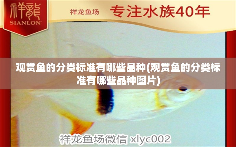 觀賞魚的分類標準有哪些品種(觀賞魚的分類標準有哪些品種圖片) 豬鼻龜