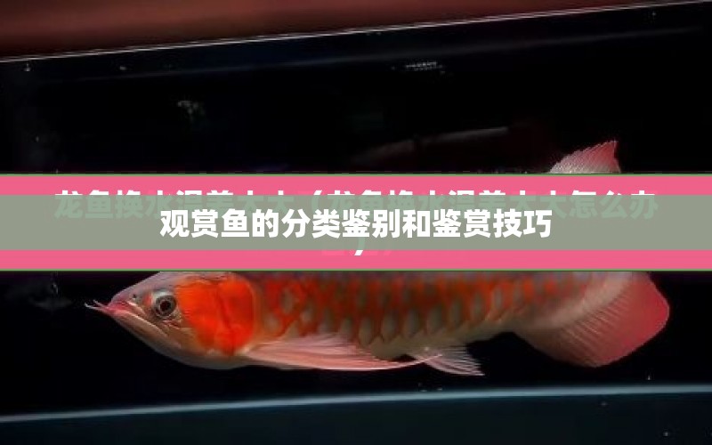 觀賞魚的分類鑒別和鑒賞技巧 水族問答 第1張