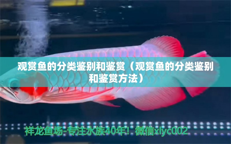 觀(guān)賞魚(yú)的分類(lèi)鑒別和鑒賞（觀(guān)賞魚(yú)的分類(lèi)鑒別和鑒賞方法）