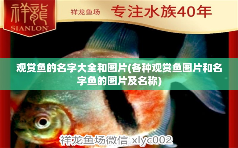 觀賞魚的名字大全和圖片(各種觀賞魚圖片和名字魚的圖片及名稱) 觀賞魚批發(fā)