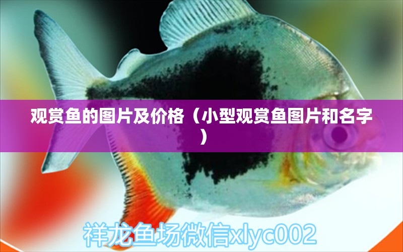 觀賞魚的圖片及價格（小型觀賞魚圖片和名字） 小型觀賞魚