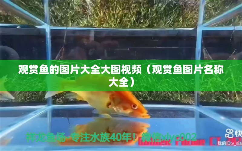 觀賞魚的圖片大全大圖視頻（觀賞魚圖片名稱大全）