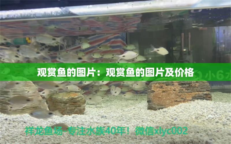 觀賞魚的圖片：觀賞魚的圖片及價格