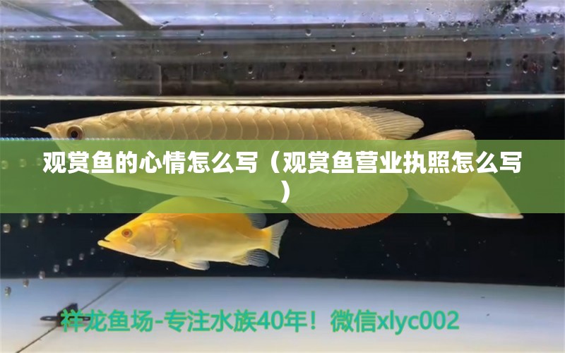 觀賞魚的心情怎么寫（觀賞魚營業(yè)執(zhí)照怎么寫） 虎魚魚苗