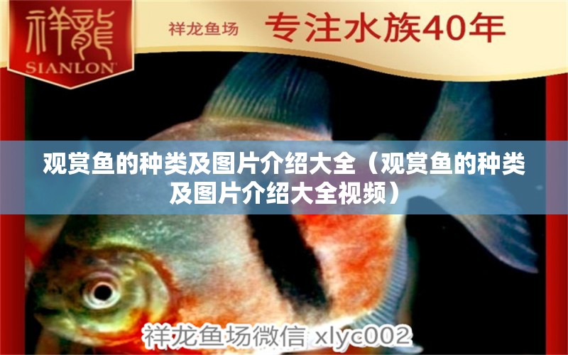 觀賞魚的種類及圖片介紹大全（觀賞魚的種類及圖片介紹大全視頻）