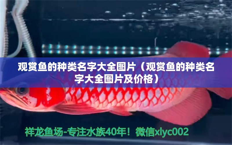 觀賞魚的種類名字大全圖片（觀賞魚的種類名字大全圖片及價格）