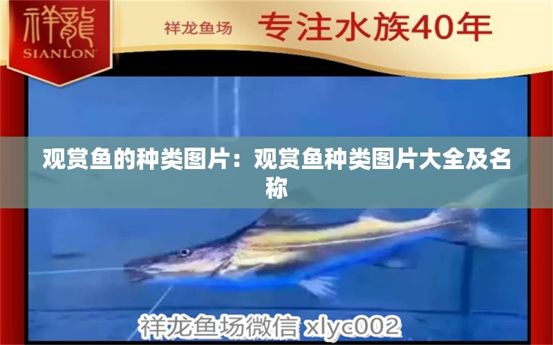 觀賞魚的種類圖片：觀賞魚種類圖片大全及名稱