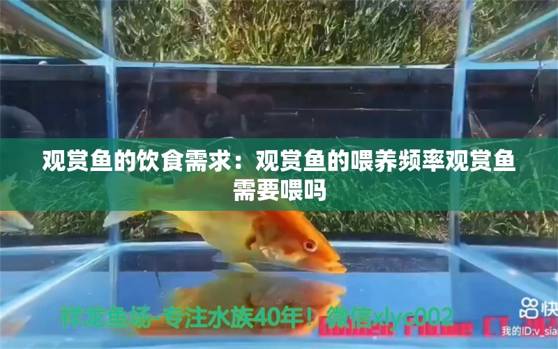 觀賞魚(yú)的飲食需求：觀賞魚(yú)的喂養(yǎng)頻率觀賞魚(yú)需要喂嗎