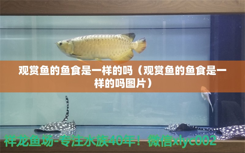 觀賞魚的魚食是一樣的嗎（觀賞魚的魚食是一樣的嗎圖片）