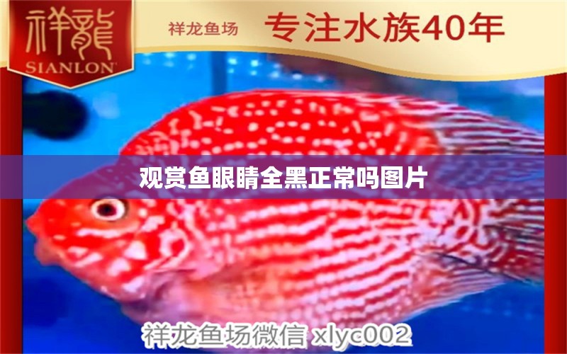 觀賞魚眼睛全黑正常嗎圖片