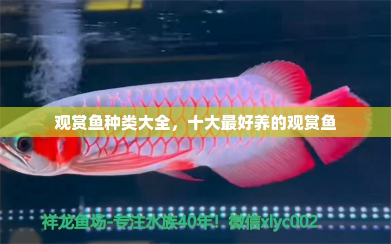 觀賞魚種類大全，十大最好養(yǎng)的觀賞魚 觀賞魚