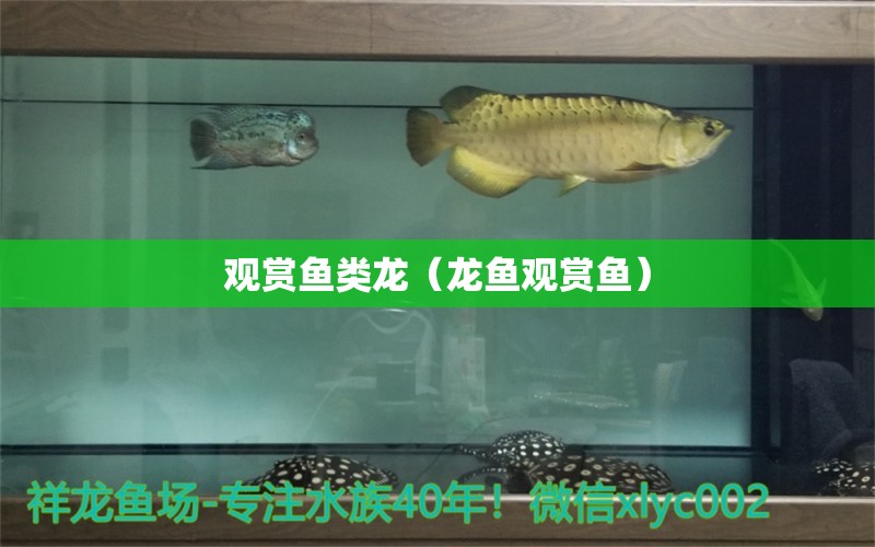 觀賞魚類龍（龍魚觀賞魚）