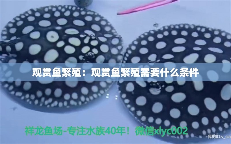 觀賞魚繁殖：觀賞魚繁殖需要什么條件 觀賞魚批發(fā)