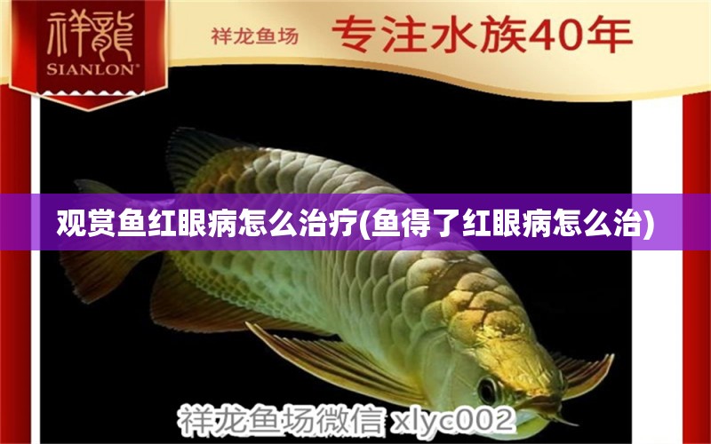 觀賞魚紅眼病怎么治療(魚得了紅眼病怎么治) 白子關(guān)刀魚苗