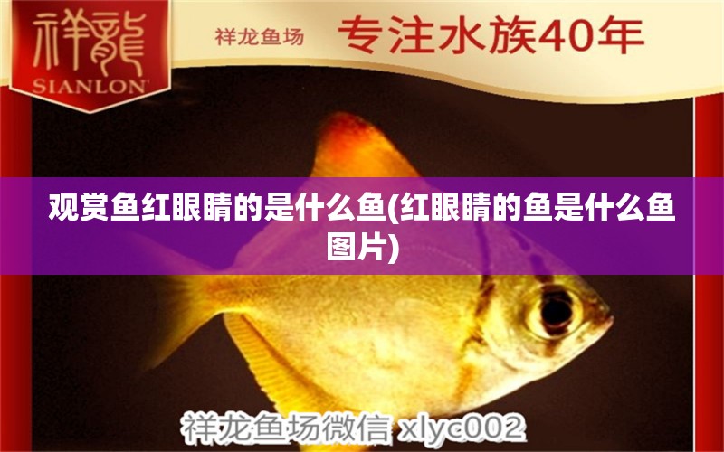 觀賞魚紅眼睛的是什么魚(紅眼睛的魚是什么魚圖片) 女王大帆魚