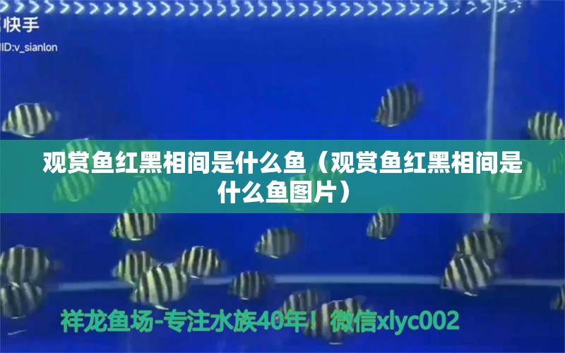 觀賞魚紅黑相間是什么魚（觀賞魚紅黑相間是什么魚圖片）