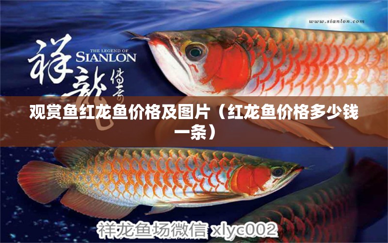 觀賞魚紅龍魚價格及圖片（紅龍魚價格多少錢一條） 泰國虎魚（泰虎）