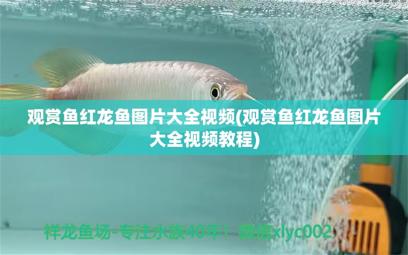 觀(guān)賞魚(yú)紅龍魚(yú)圖片大全視頻(觀(guān)賞魚(yú)紅龍魚(yú)圖片大全視頻教程) 印尼虎苗