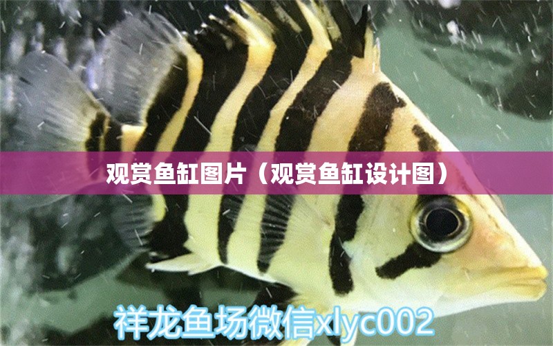 觀賞魚缸圖片（觀賞魚缸設計圖）