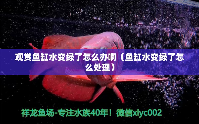 觀賞魚缸水變綠了怎么辦?。~缸水變綠了怎么處理） yee