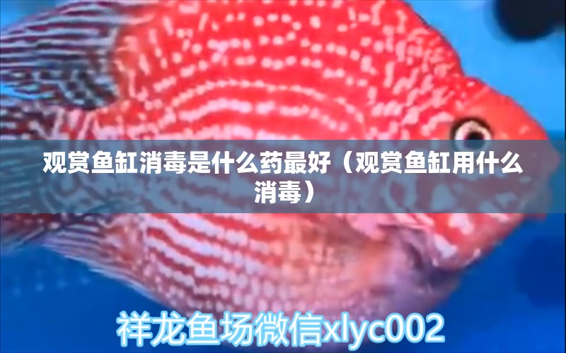 觀賞魚缸消毒是什么藥最好（觀賞魚缸用什么消毒） 觀賞魚批發(fā)