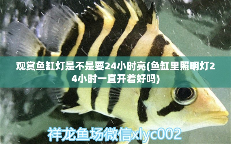 觀賞魚缸燈是不是要24小時(shí)亮(魚缸里照明燈24小時(shí)一直開著好嗎) 大白鯊魚苗