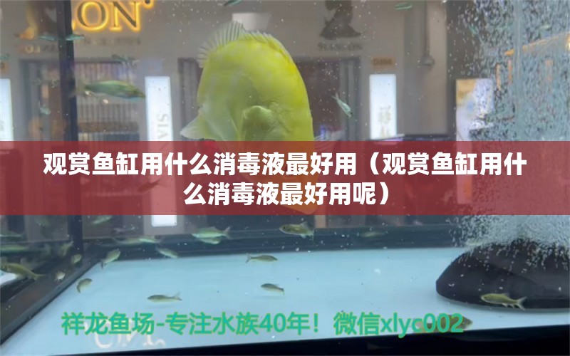 觀賞魚缸用什么消毒液最好用（觀賞魚缸用什么消毒液最好用呢）