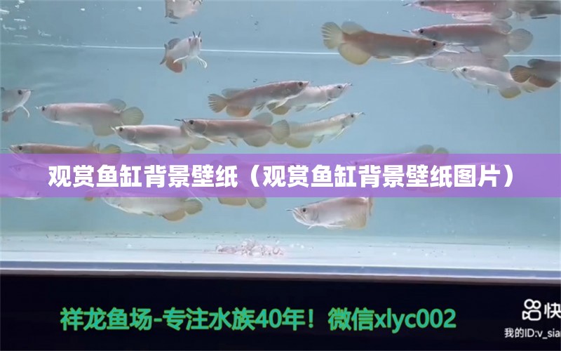 觀賞魚(yú)缸背景壁紙（觀賞魚(yú)缸背景壁紙圖片）