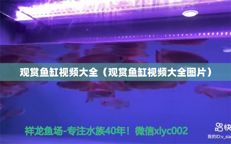 觀賞魚缸視頻大全（觀賞魚缸視頻大全圖片） 祥龍水族醫(yī)院