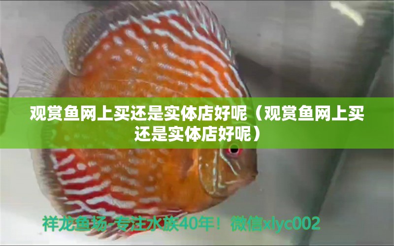 觀賞魚網(wǎng)上買還是實體店好呢（觀賞魚網(wǎng)上買還是實體店好呢） 祥龍水族醫(yī)院