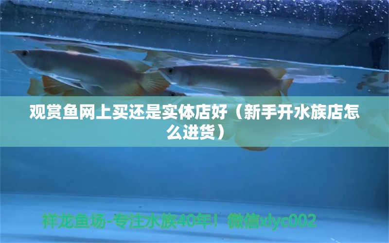 觀賞魚網上買還是實體店好（新手開水族店怎么進貨）