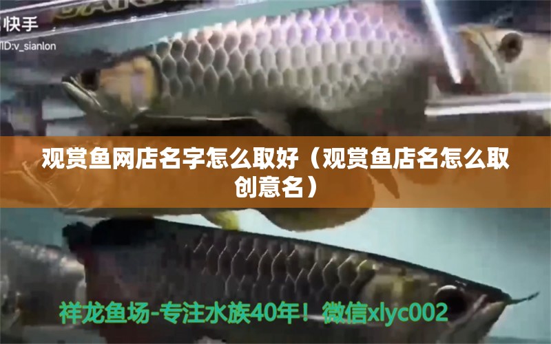 觀賞魚網店名字怎么取好（觀賞魚店名怎么取創(chuàng)意名）