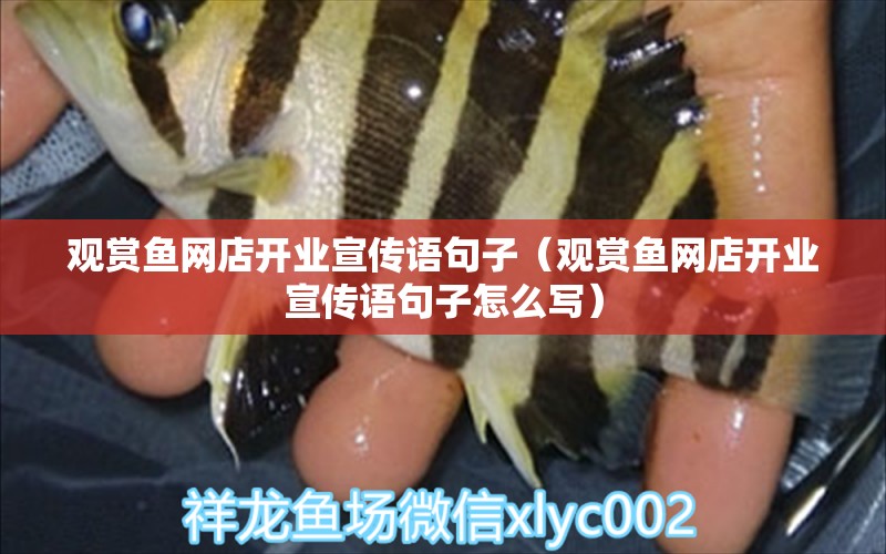 觀賞魚網(wǎng)店開業(yè)宣傳語句子（觀賞魚網(wǎng)店開業(yè)宣傳語句子怎么寫）