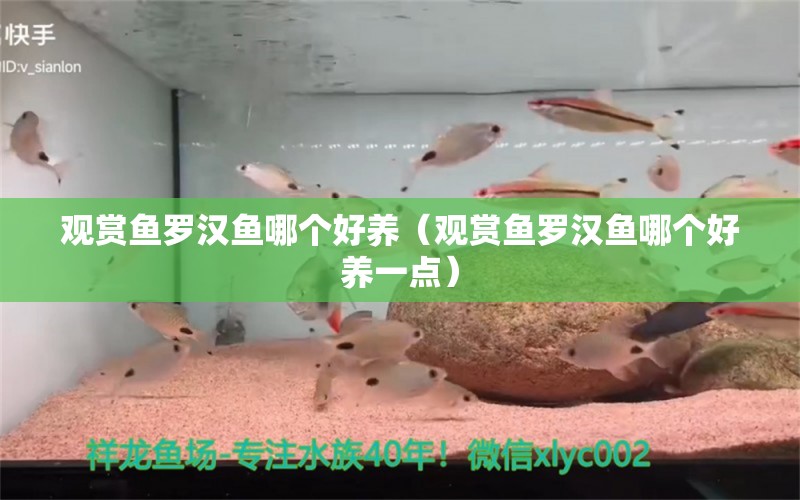 觀賞魚羅漢魚哪個(gè)好養(yǎng)（觀賞魚羅漢魚哪個(gè)好養(yǎng)一點(diǎn)）