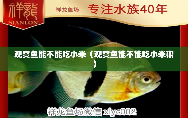 觀賞魚能不能吃小米（觀賞魚能不能吃小米粥）