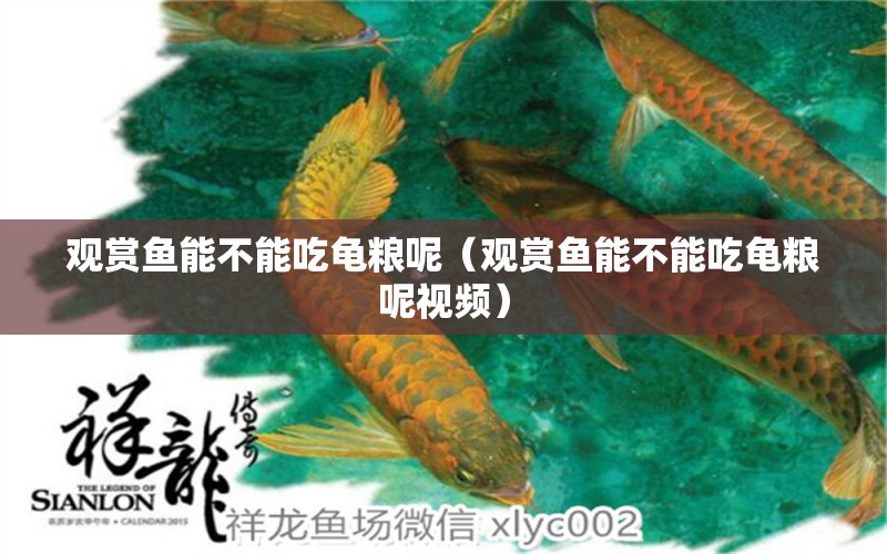 觀賞魚(yú)能不能吃龜糧呢（觀賞魚(yú)能不能吃龜糧呢視頻）