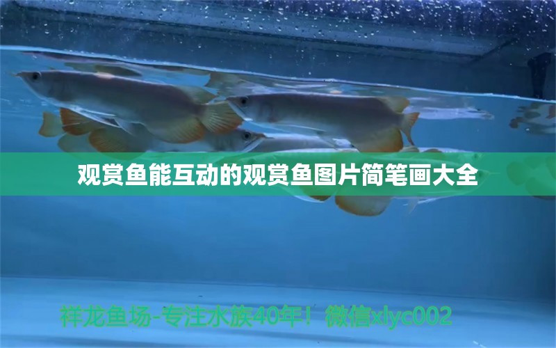 觀賞魚能互動的觀賞魚圖片簡筆畫大全