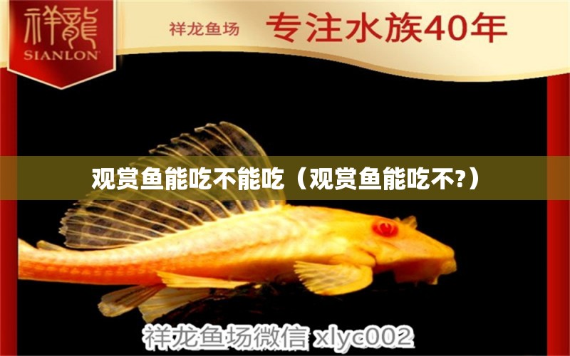 觀賞魚(yú)能吃不能吃（觀賞魚(yú)能吃不?）