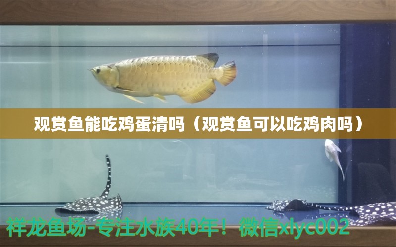 觀賞魚能吃雞蛋清嗎（觀賞魚可以吃雞肉嗎） 觀賞魚水族批發(fā)市場