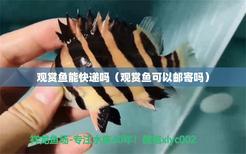 觀賞魚能快遞嗎（觀賞魚可以郵寄嗎）