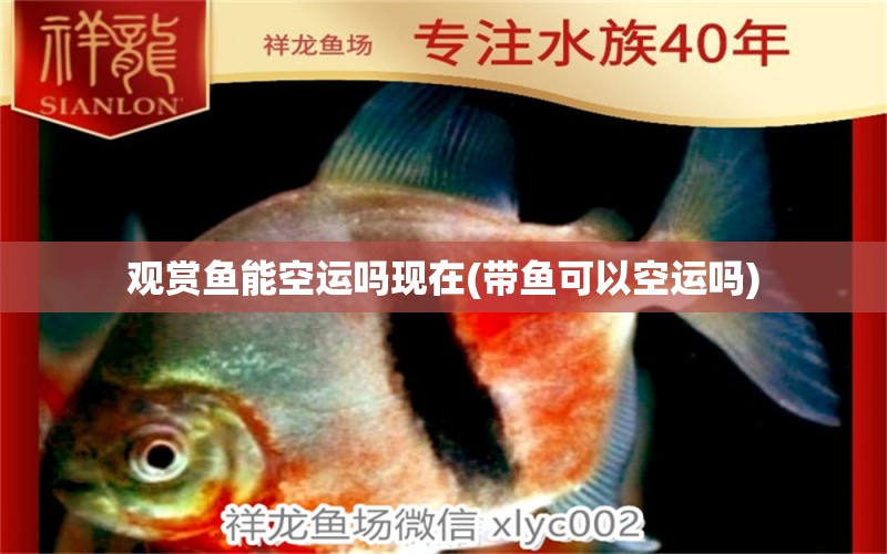 觀賞魚能空運(yùn)嗎現(xiàn)在(帶魚可以空運(yùn)嗎) 廣州水族器材濾材批發(fā)市場(chǎng)